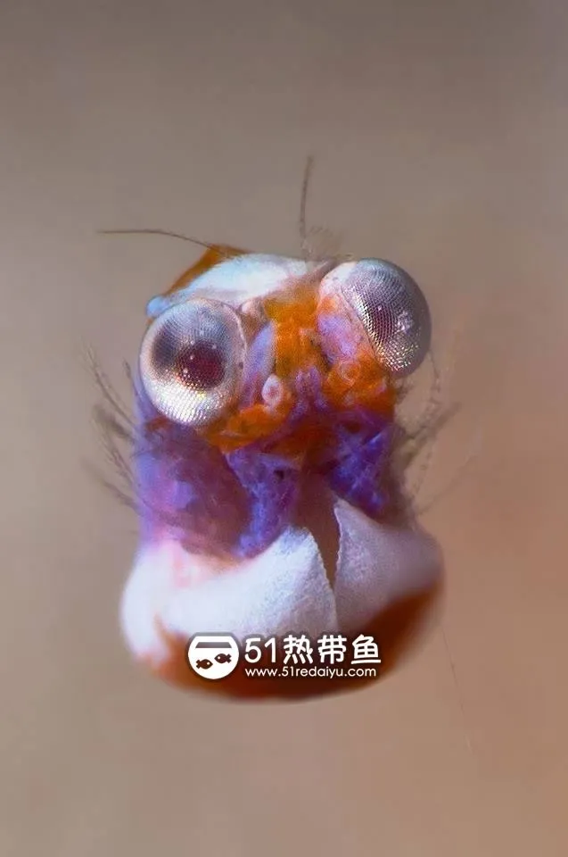 萌萌的大眼睛是不是很可爱呀