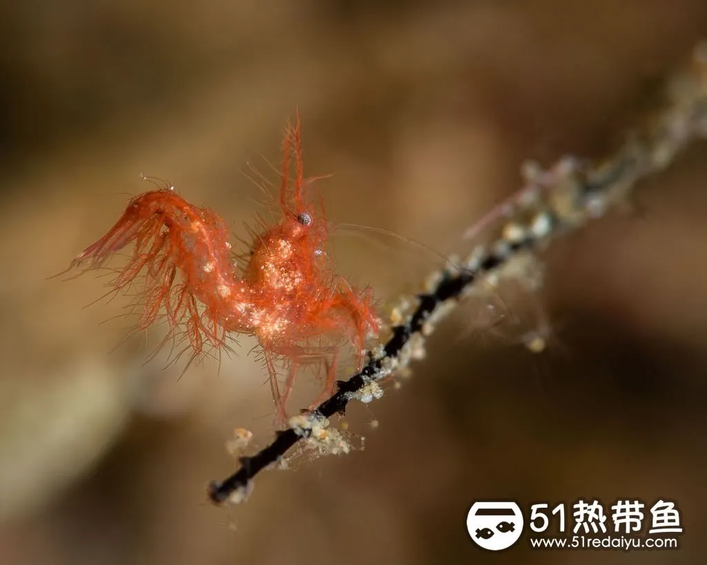 这只豆糠虾长得就不是那么“豆”了，不过可以看出豆糠虾的演化过程