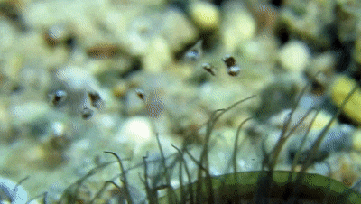 不停蹦跶的豆糠虾