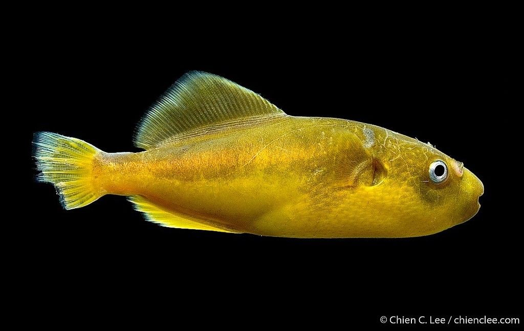 金河鲀(Chonerhinos naritus)物种介绍 | 51热带鱼