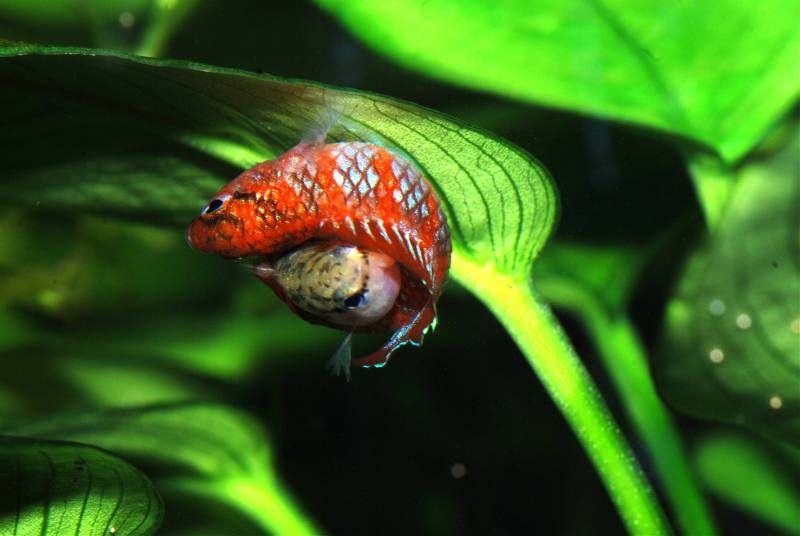 交配中的火焰变色龙