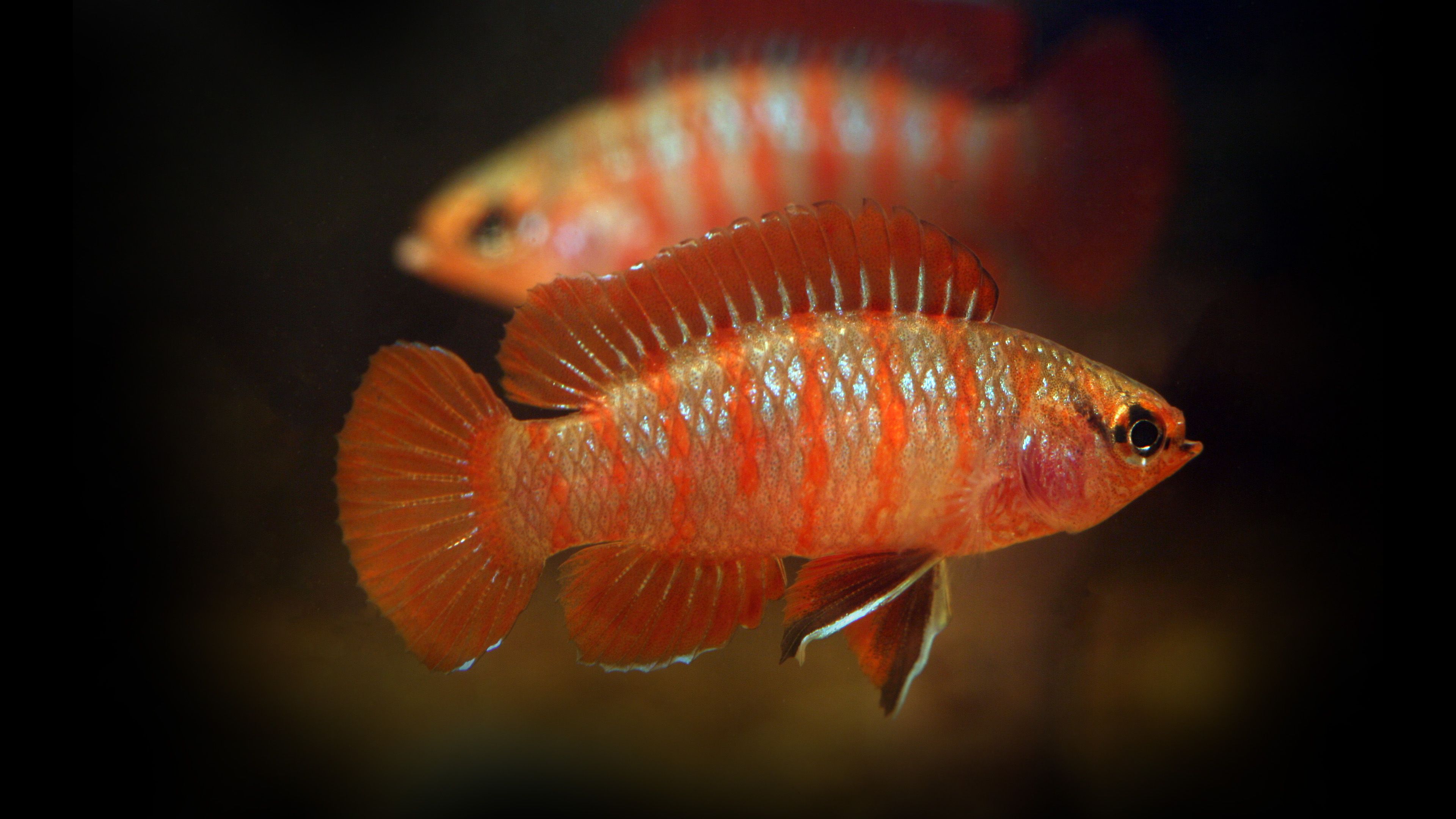 火焰变色龙雄鱼相遇时的状态