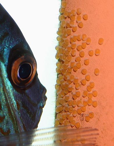 附着型产卵 Egg Depositor