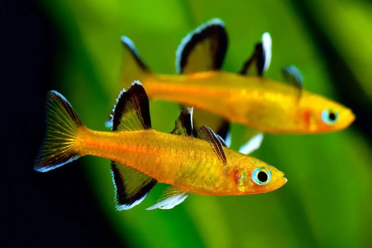 甜心燕子鱼(Pseudomugil mellis)物种介绍 | 51热带鱼