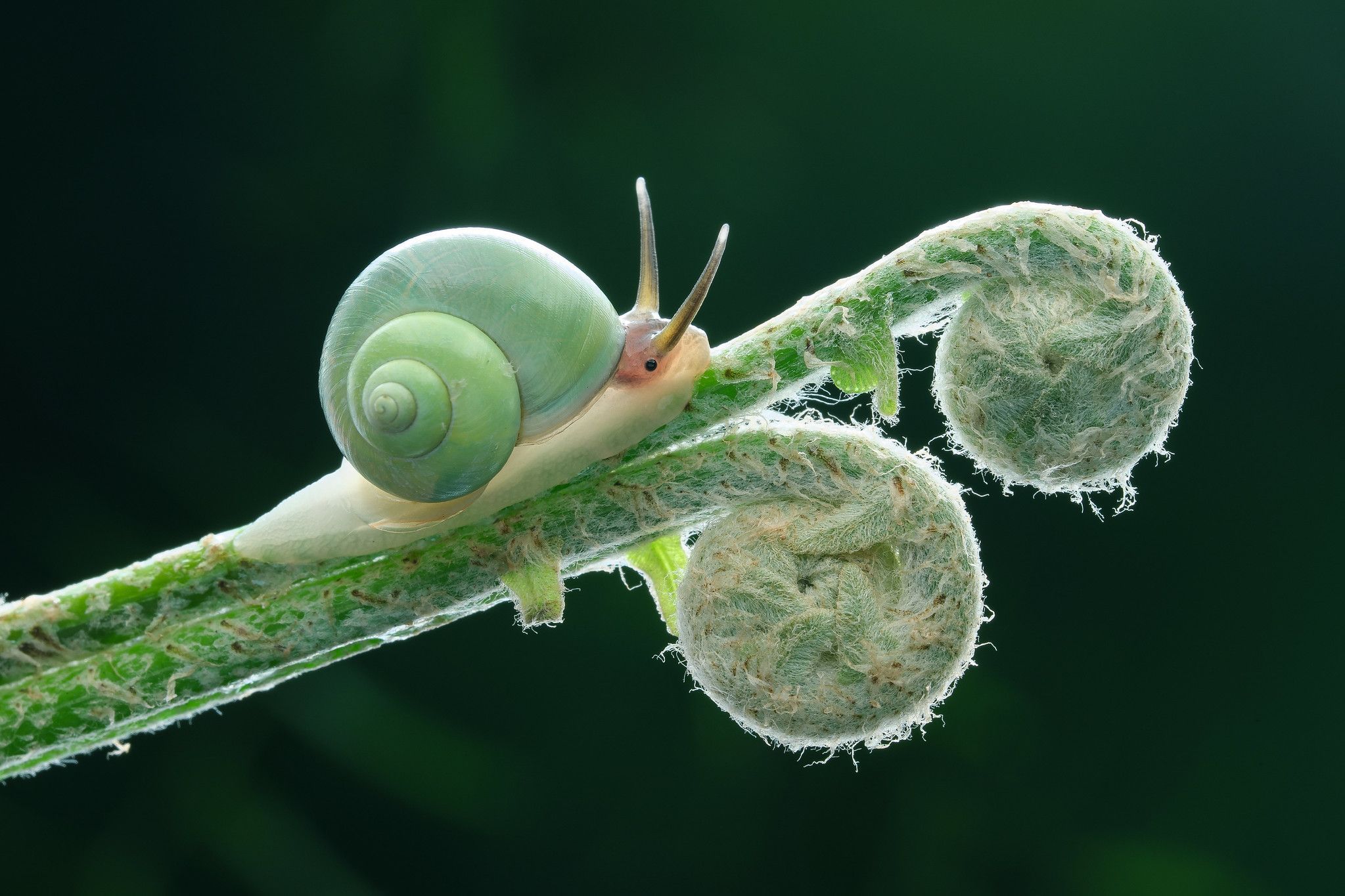 青山蜗牛(Leptopoma nitidum) | 51热带鱼