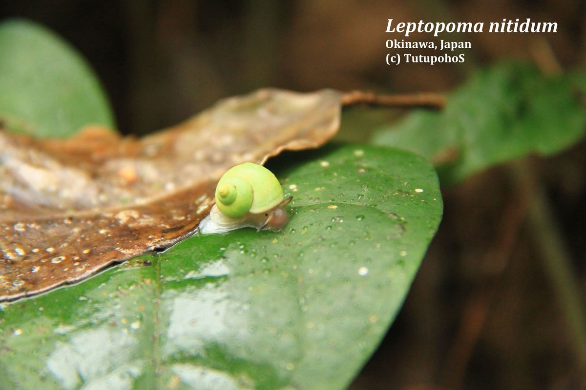 青山蜗牛——2012年10月摄于日本琉球群岛中部森林地区