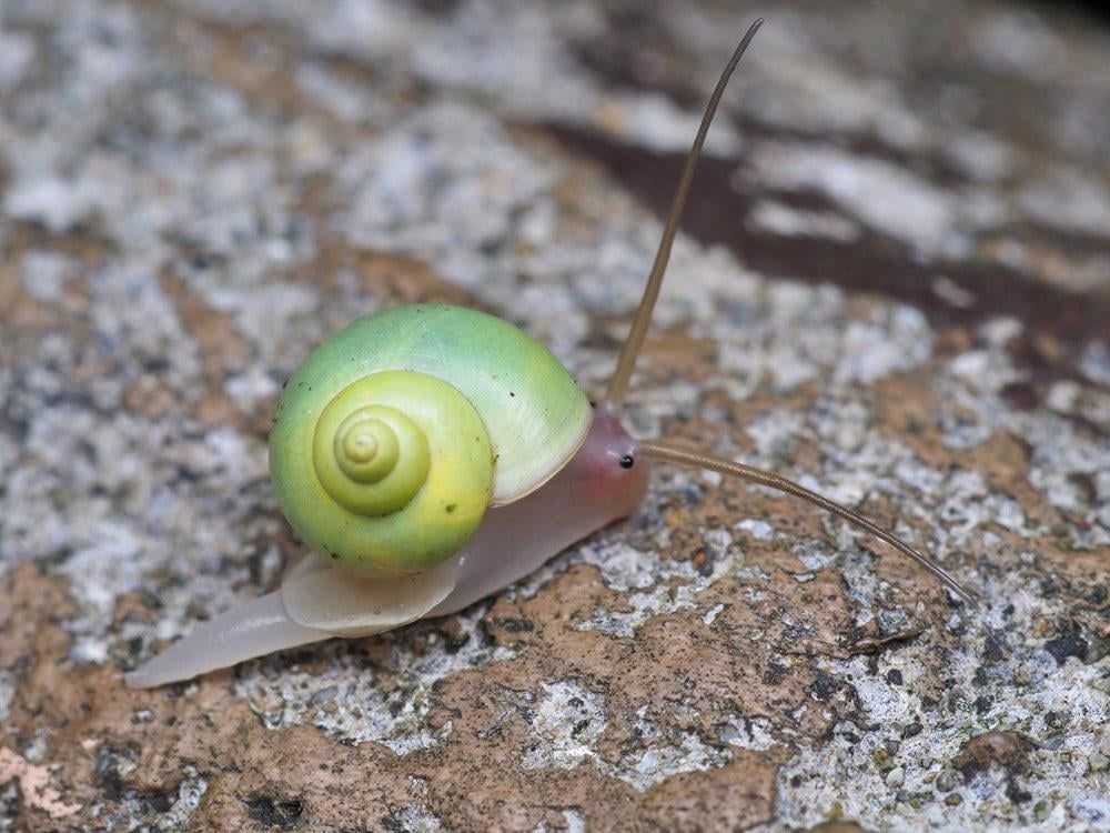 青山蜗牛具有细长的触角
