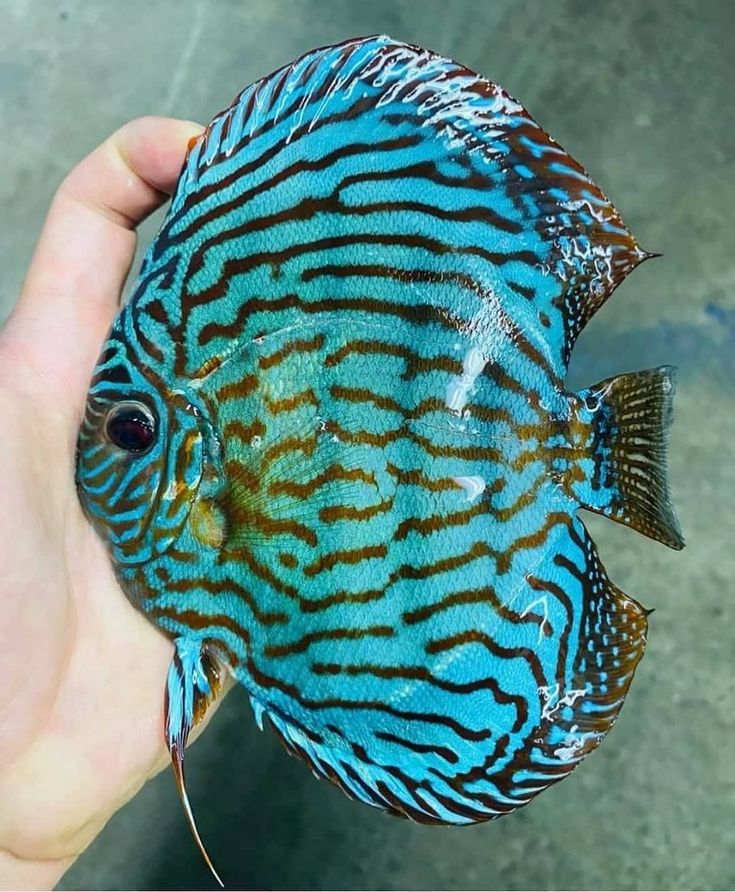 蓝七彩神仙鱼 Blue Discus Fish