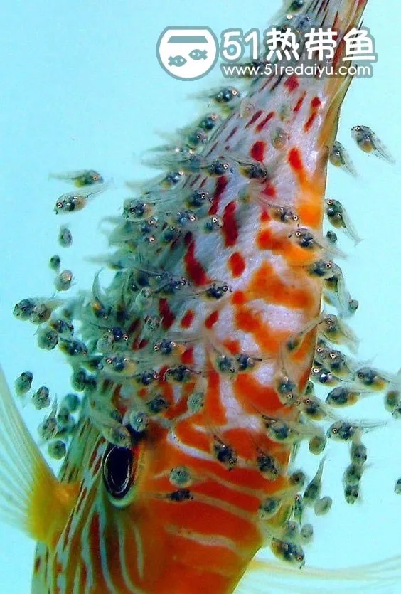 七彩神仙抚养小鱼