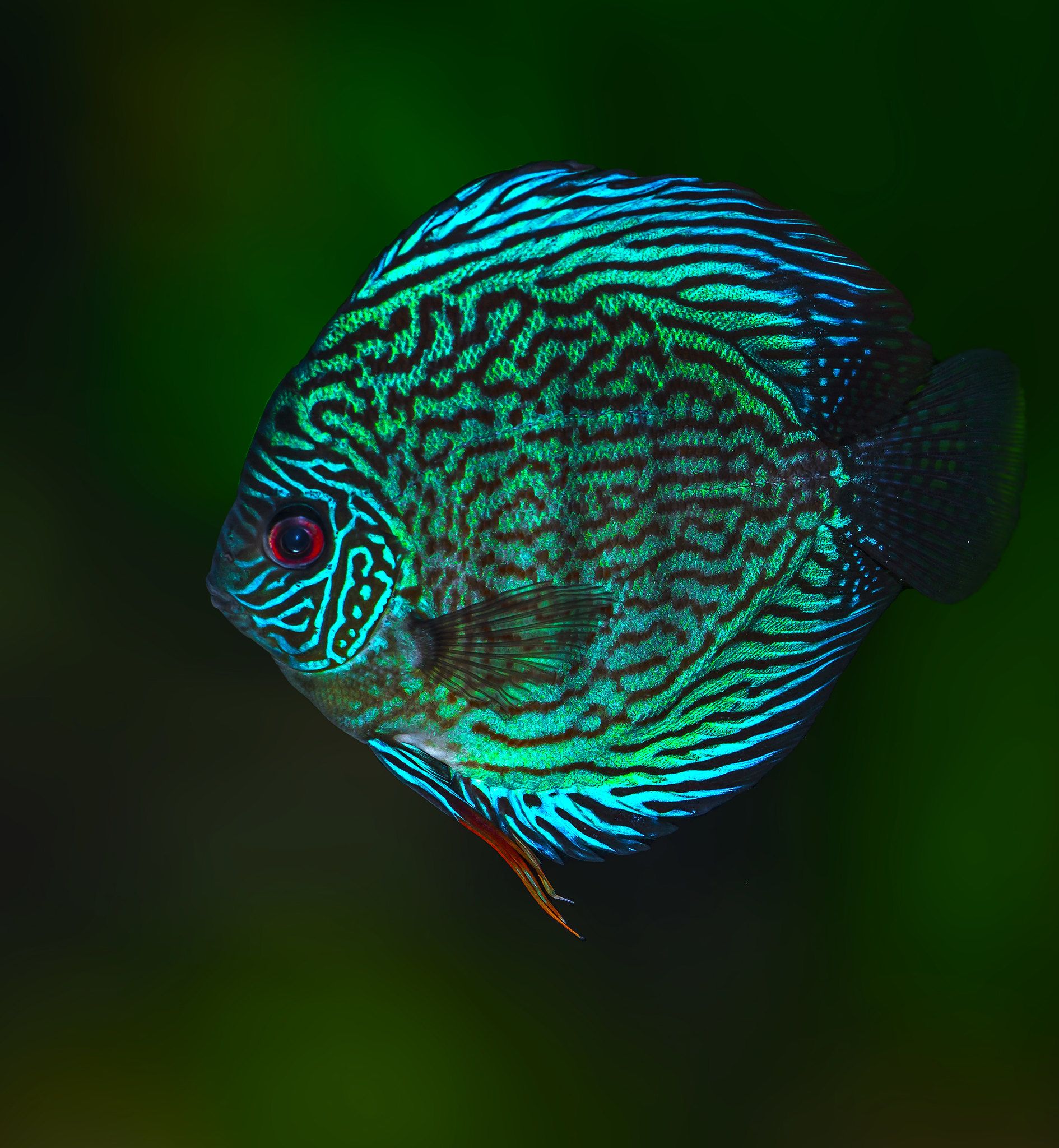 绿七彩神仙鱼 Turquoise discus
