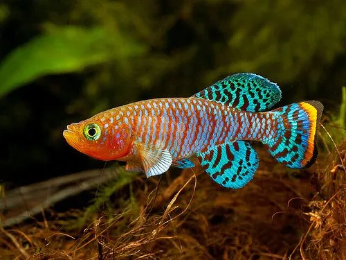 鳉鱼 Killifish