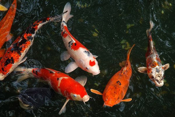 锦鲤品种大全（Koi Fish） | 51热带鱼