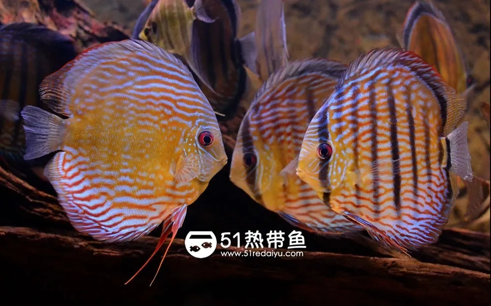 七彩神仙鱼(Discus/Symphysodon) | 51热带鱼