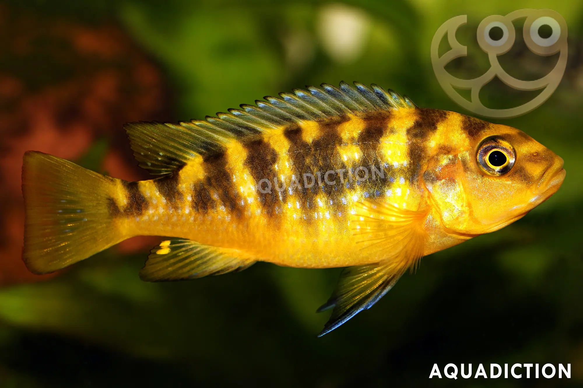 大黄蜂慈鲷 (Bumblebee Cichlid) - Pseudotropheus crabro | 51热带鱼