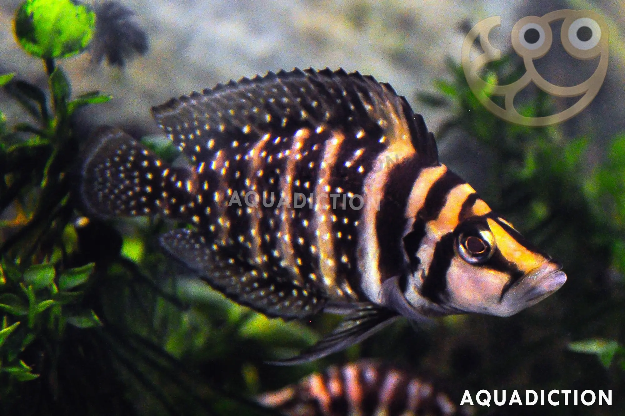 喷点珍珠虎鱼 (Calvus Cichlid) - Altolamprologus calvus