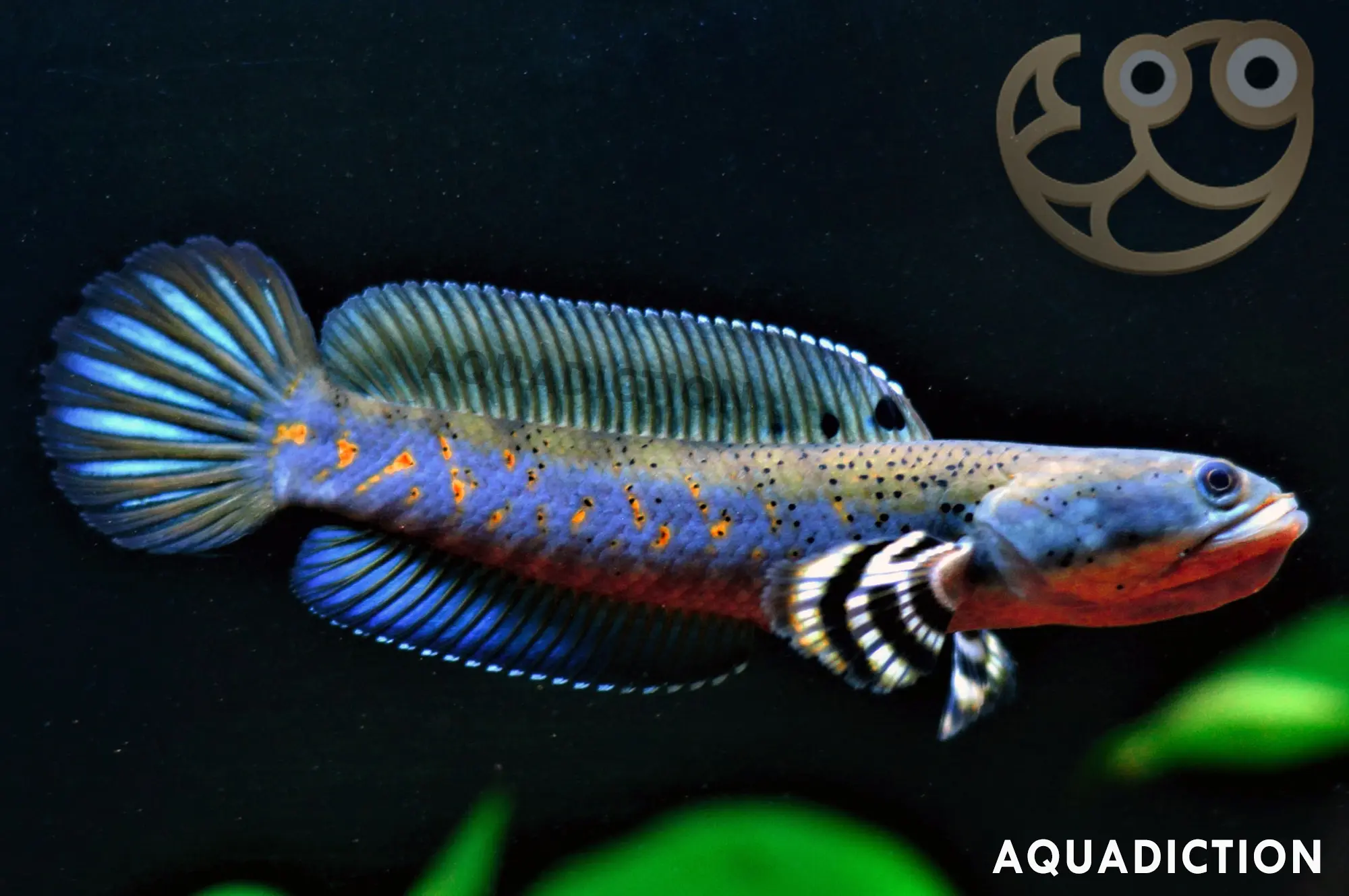 幻彩红宝石雷龙 (Peacock Snakehead) - Channa pulchra