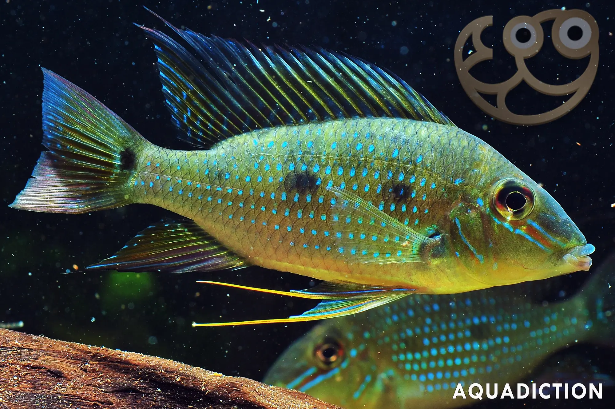 尖头撒但鲈 (Sharphead Eartheater) - Satanoperca Acuticeps