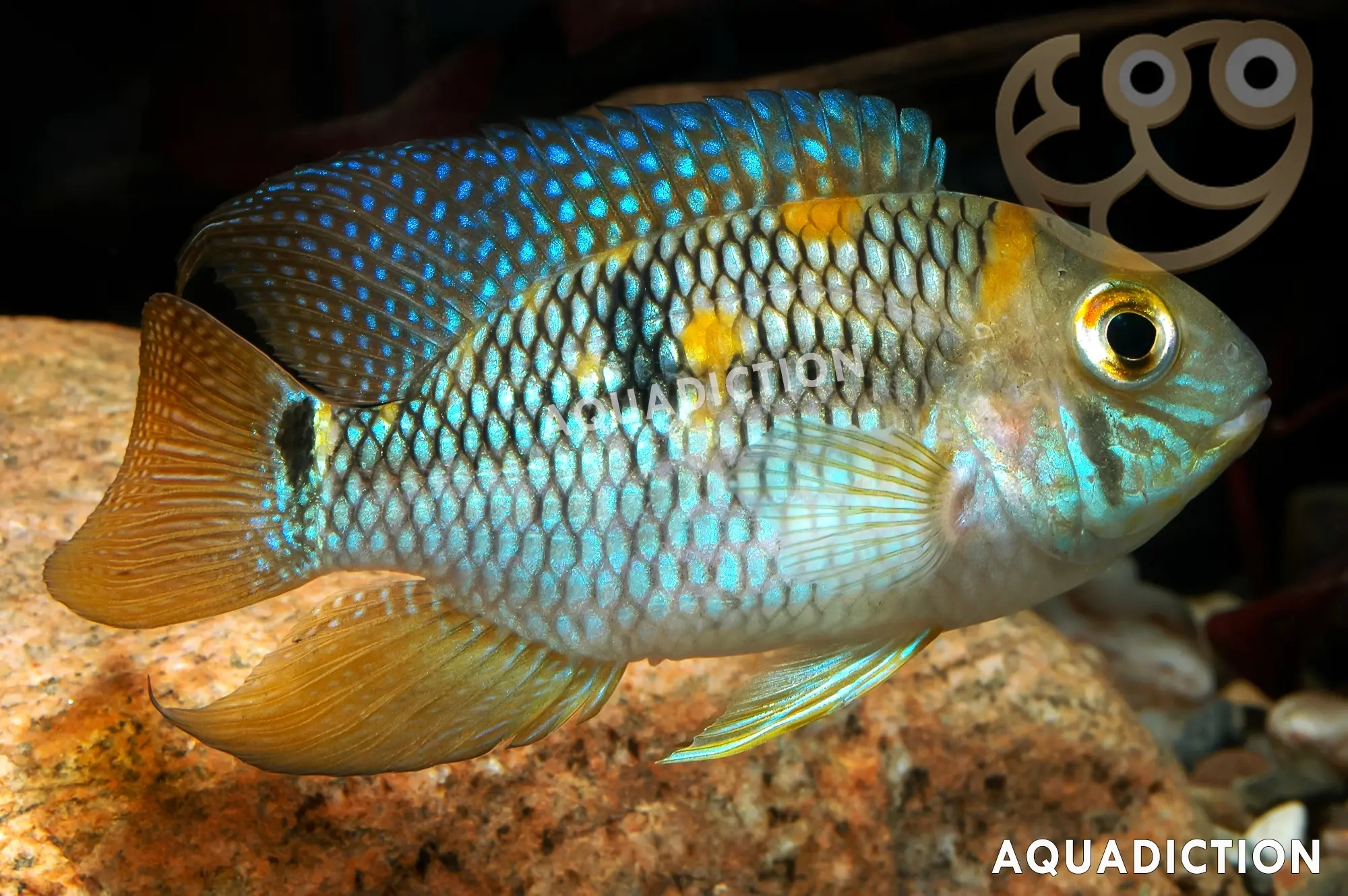 黄阿卡拉慈鲷 (Yellow Acara) - Aequidens metae