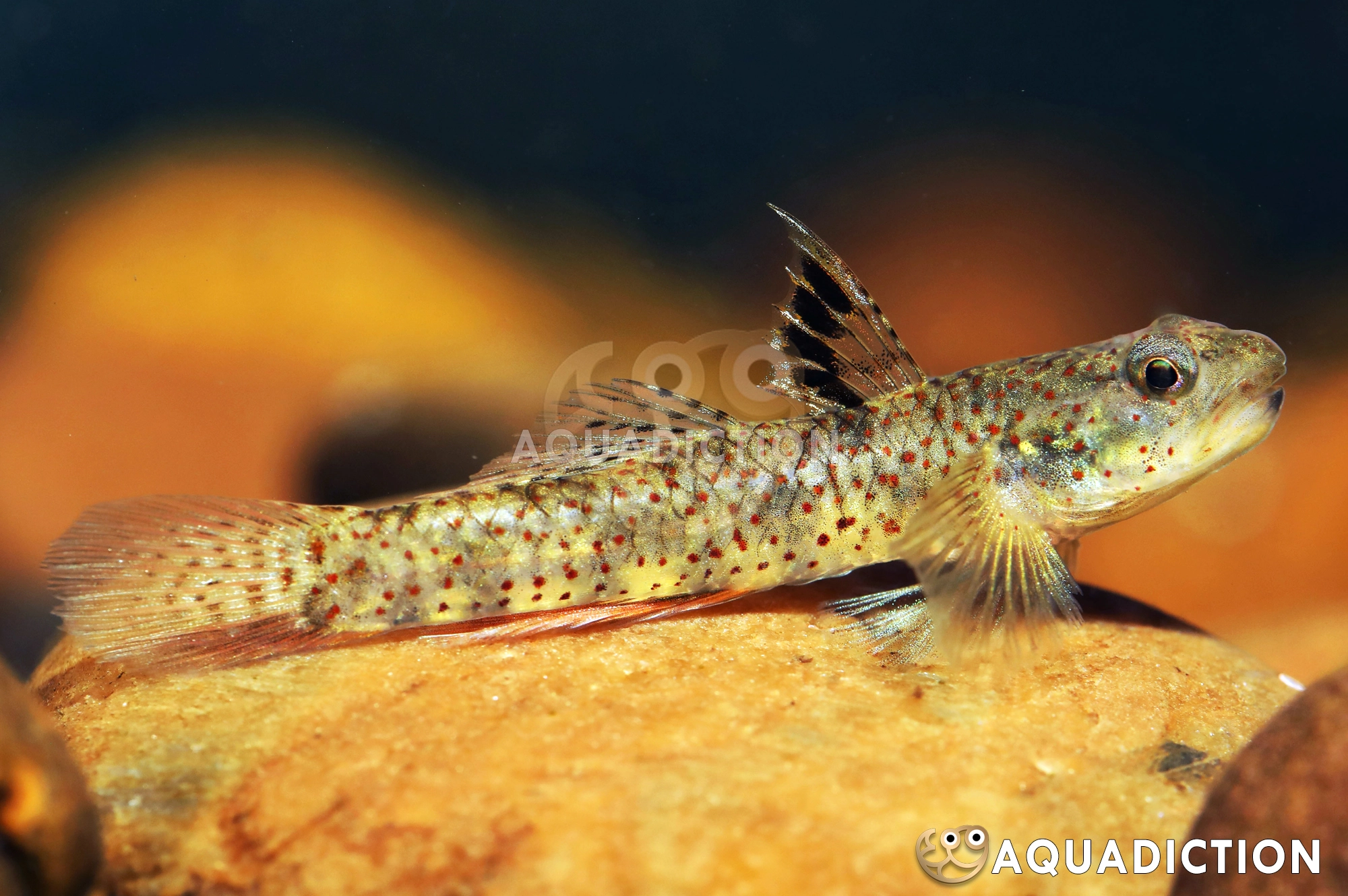 红钻幽灵虾虎鱼 (Lumbantobing Goby) - Pseudogobiopsis lumbantobing