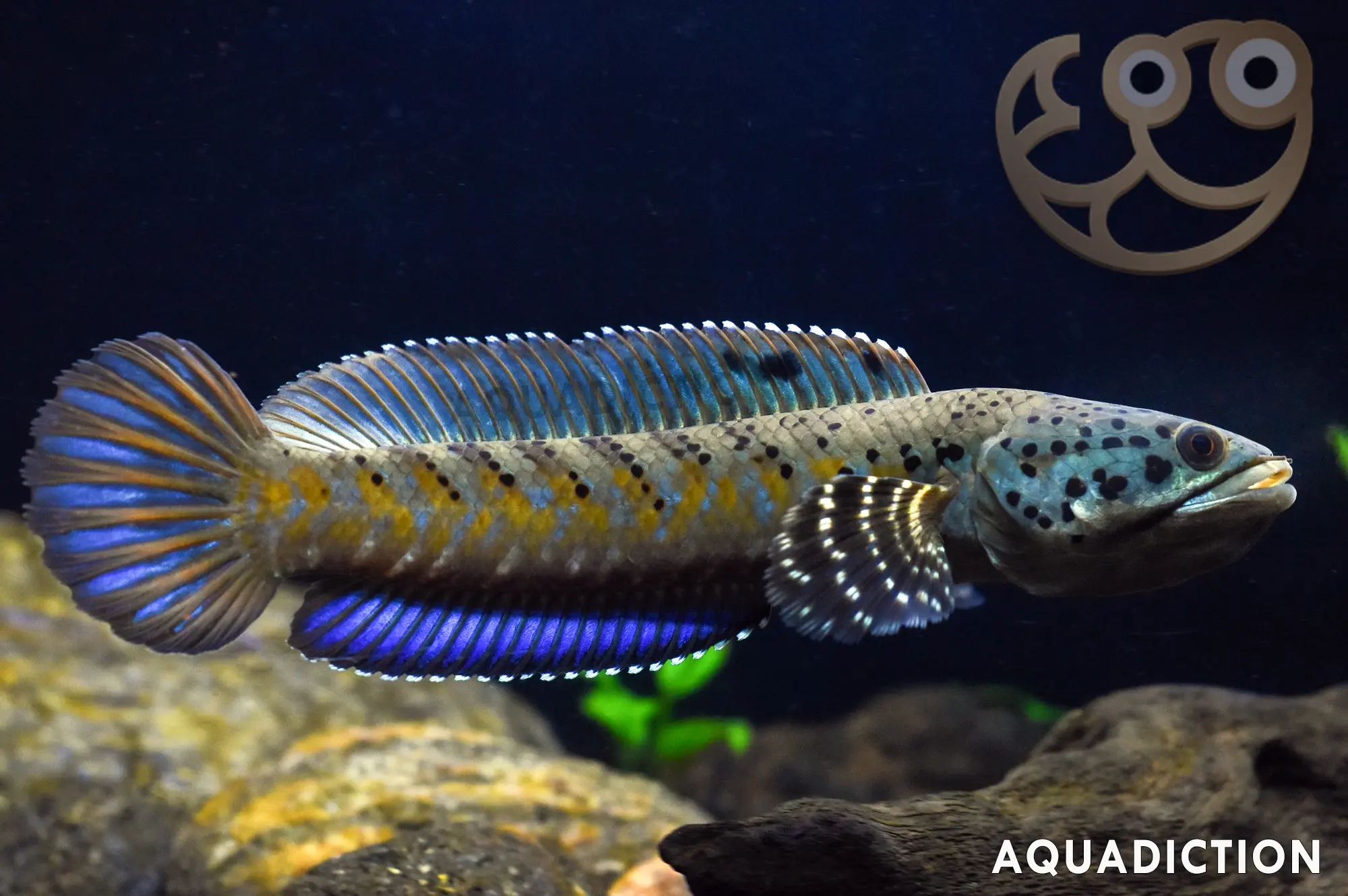 幻彩蓝宝石雷龙鱼 (Burmese Spotted Snakehead) - Channa ornatipinnis