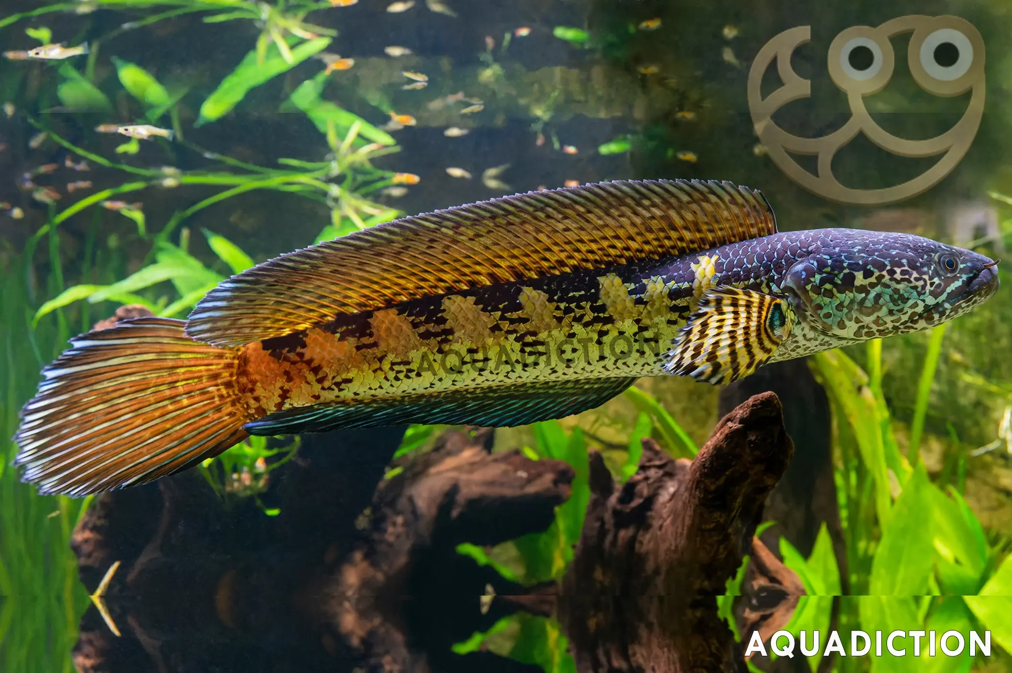 黄金眼镜蛇雷龙鱼 (Orange Spotted Snakehead) - Channa aurantimaculata