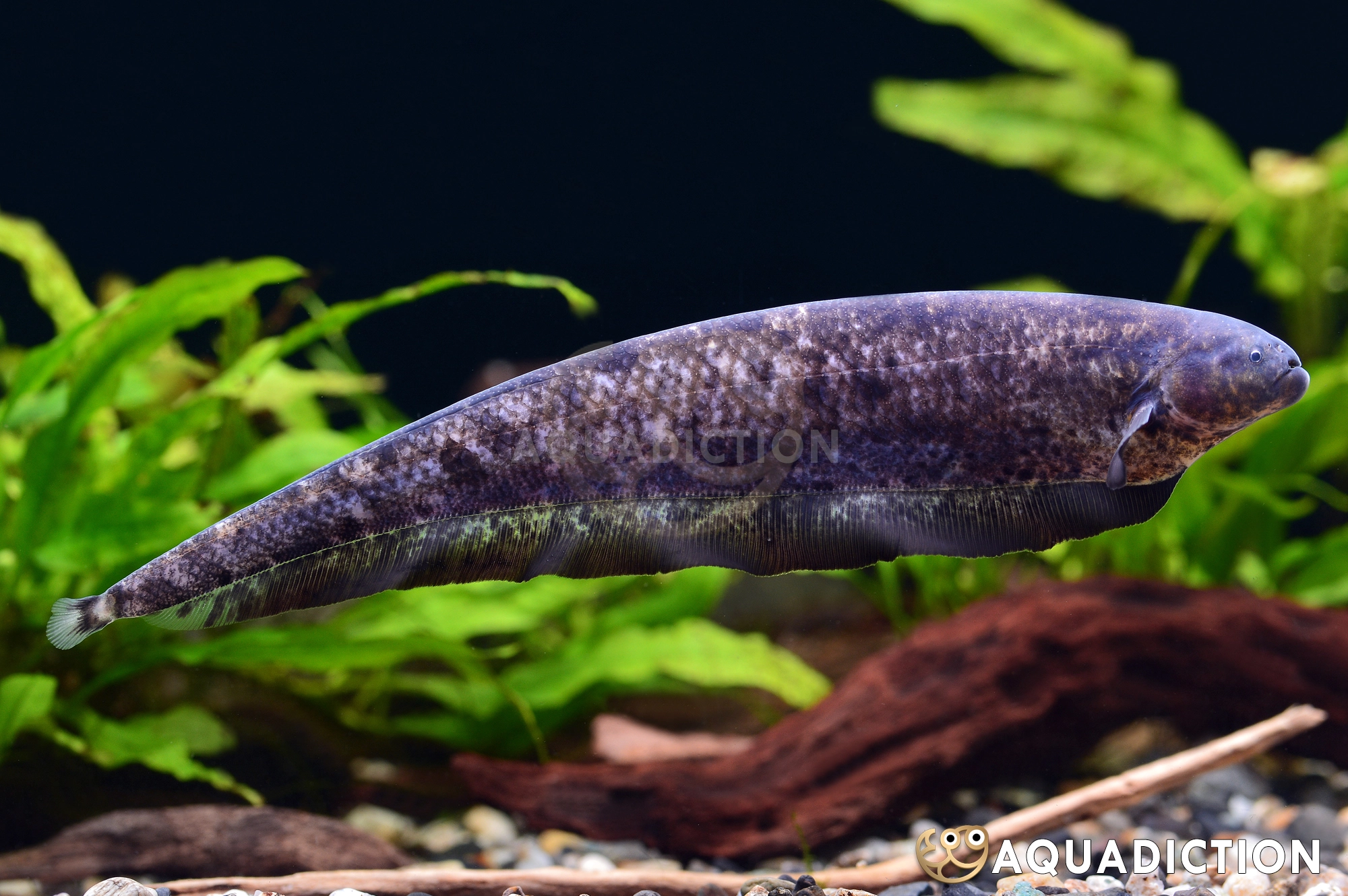 云纹飞刀 (Marble Knifefish) - Adontosternarchus balaenops