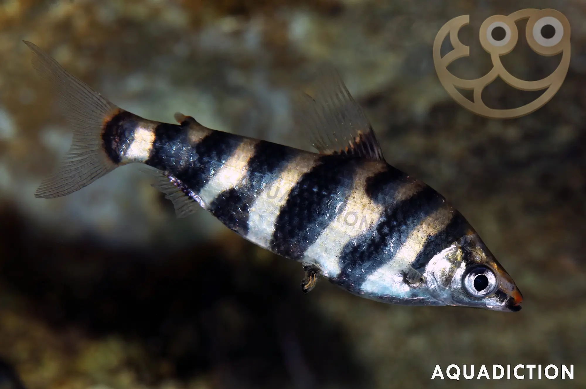 大理石上口脂鲤 (Marbled Headstander) - Abramites hypselonotus