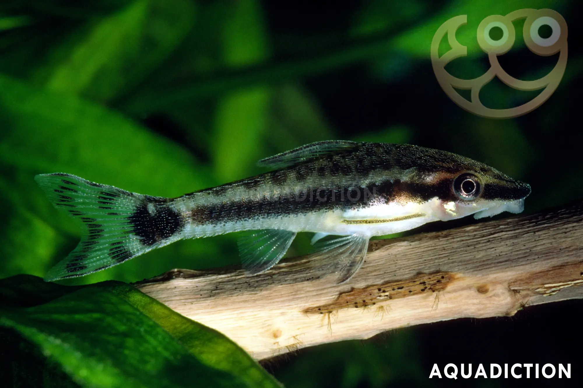 小精灵鱼 (Common Otocinclus) - Otocinclus vittatus