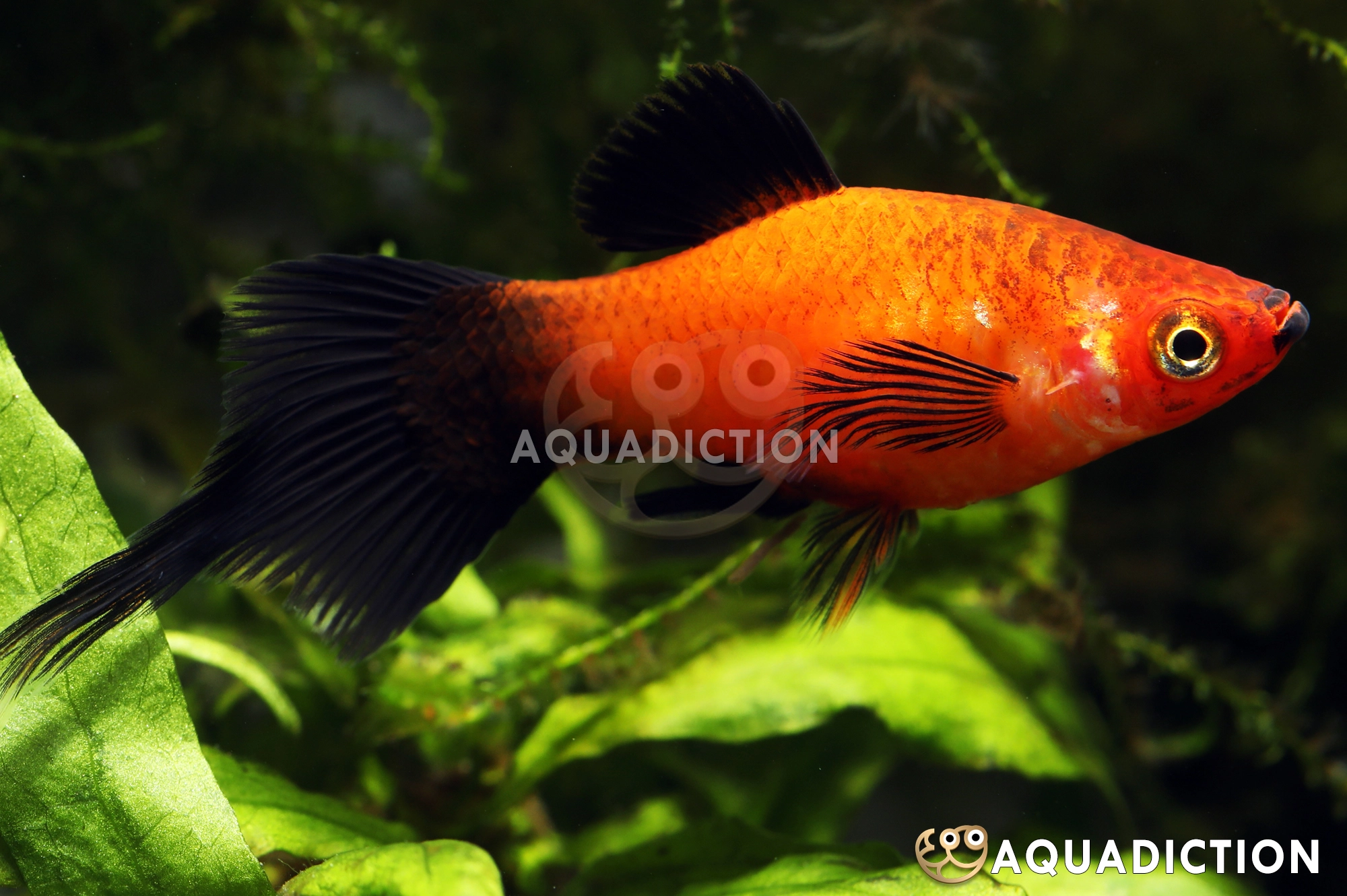 红针尾月光鱼 (Platy - Red Pintail) - Xiphophorus maculatus var. "Red Pintail"