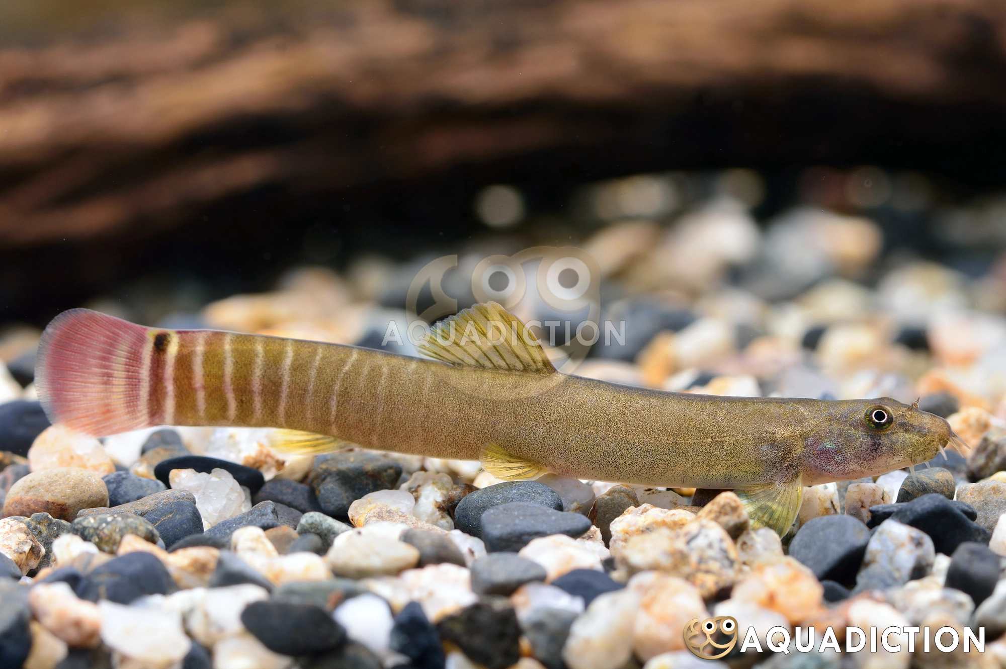 红尾鼠鳅 (Red-Tailed Squirrel Loach) - Aborichthys elongatus
