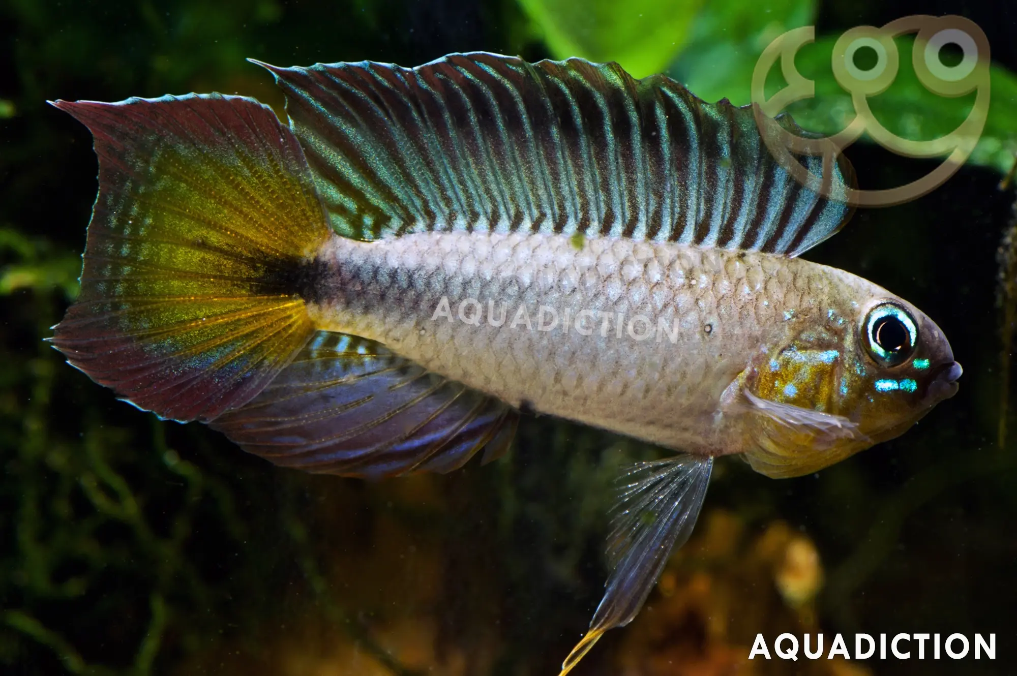 扇尾短鲷 (Flabellicauda Apistogramma) - Apistogramma flabellicauda