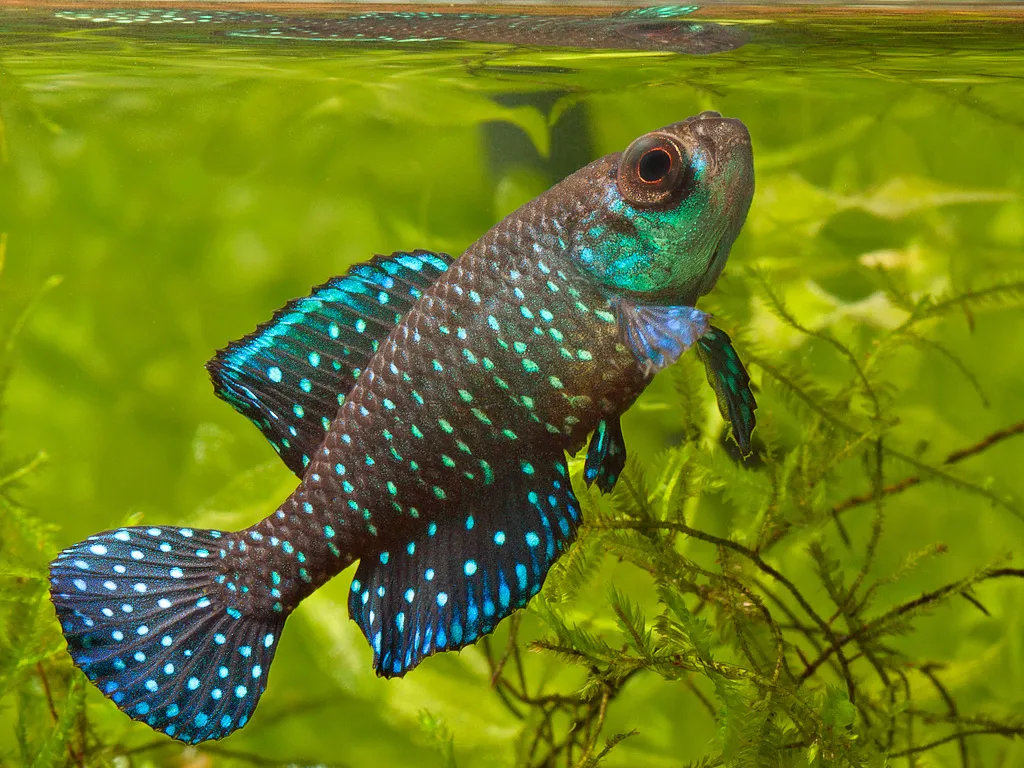 黑珍珠鳉鱼 (Blackfin Pearl Killifish) - Austrolebias nigripinnis