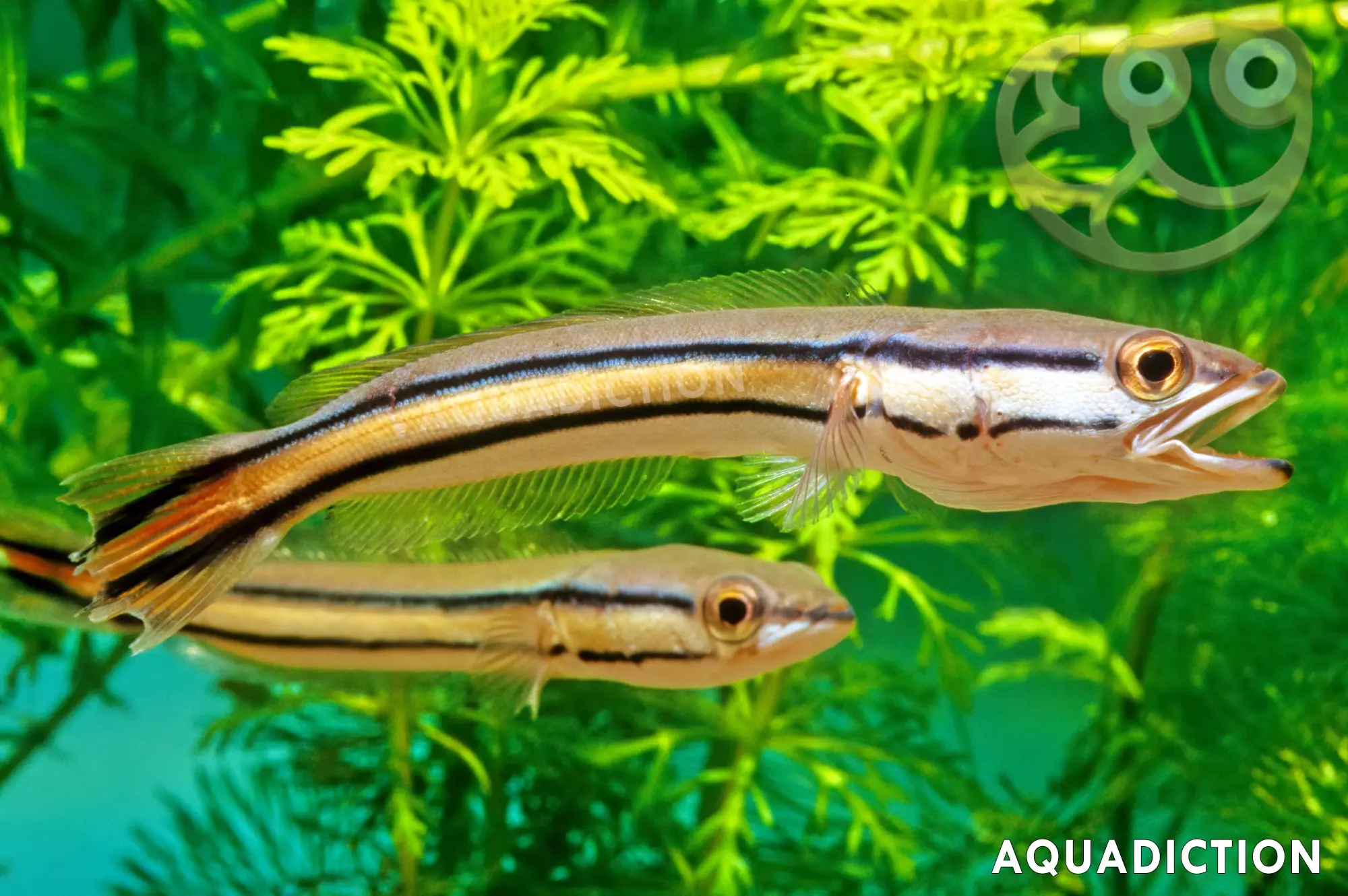 小盾鳢 (Giant Snakehead) - Channa micropeltes