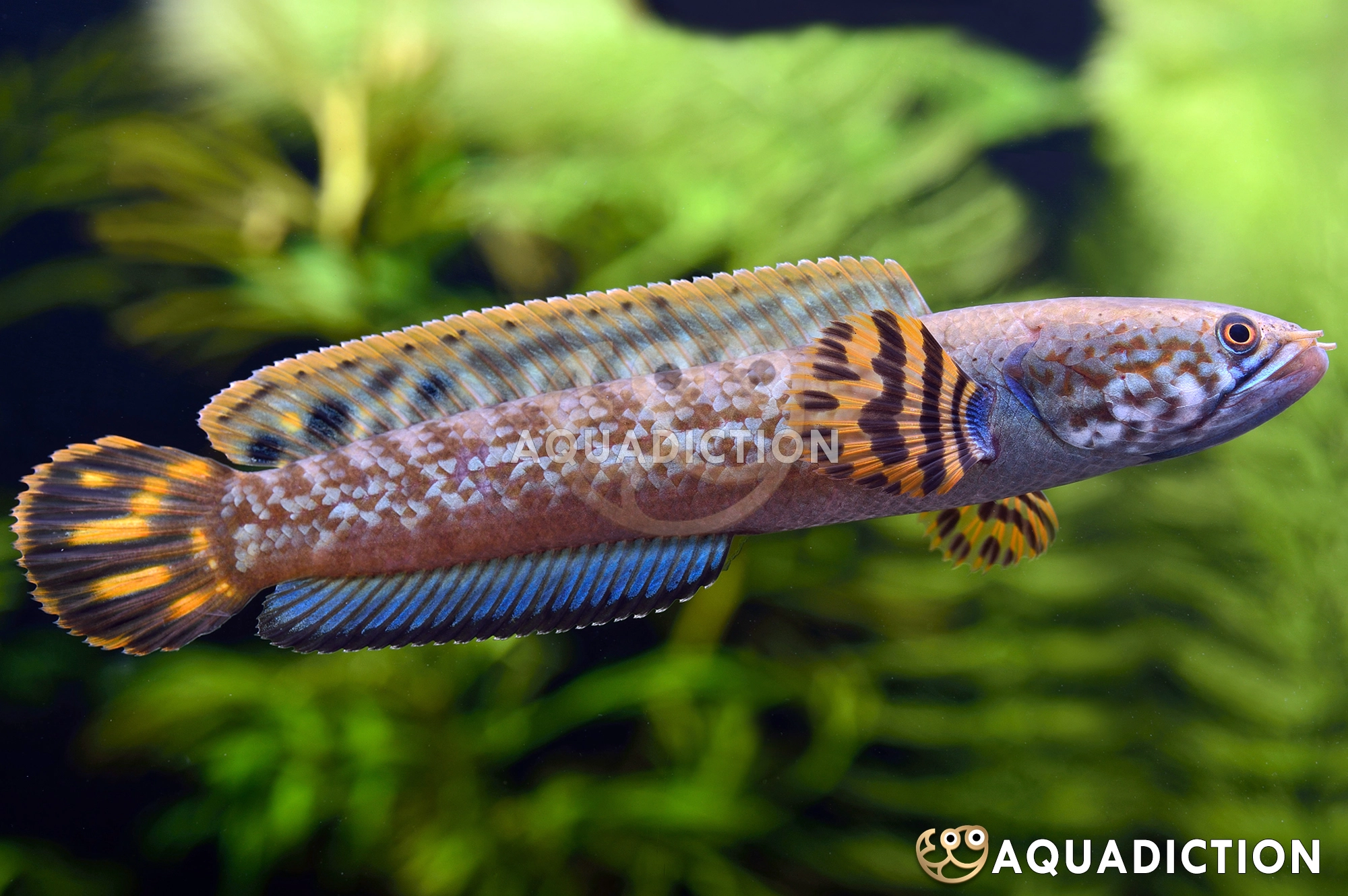 巧克力七彩雷龙鱼 (Chocolate Bleheri Channa) - Channa amari