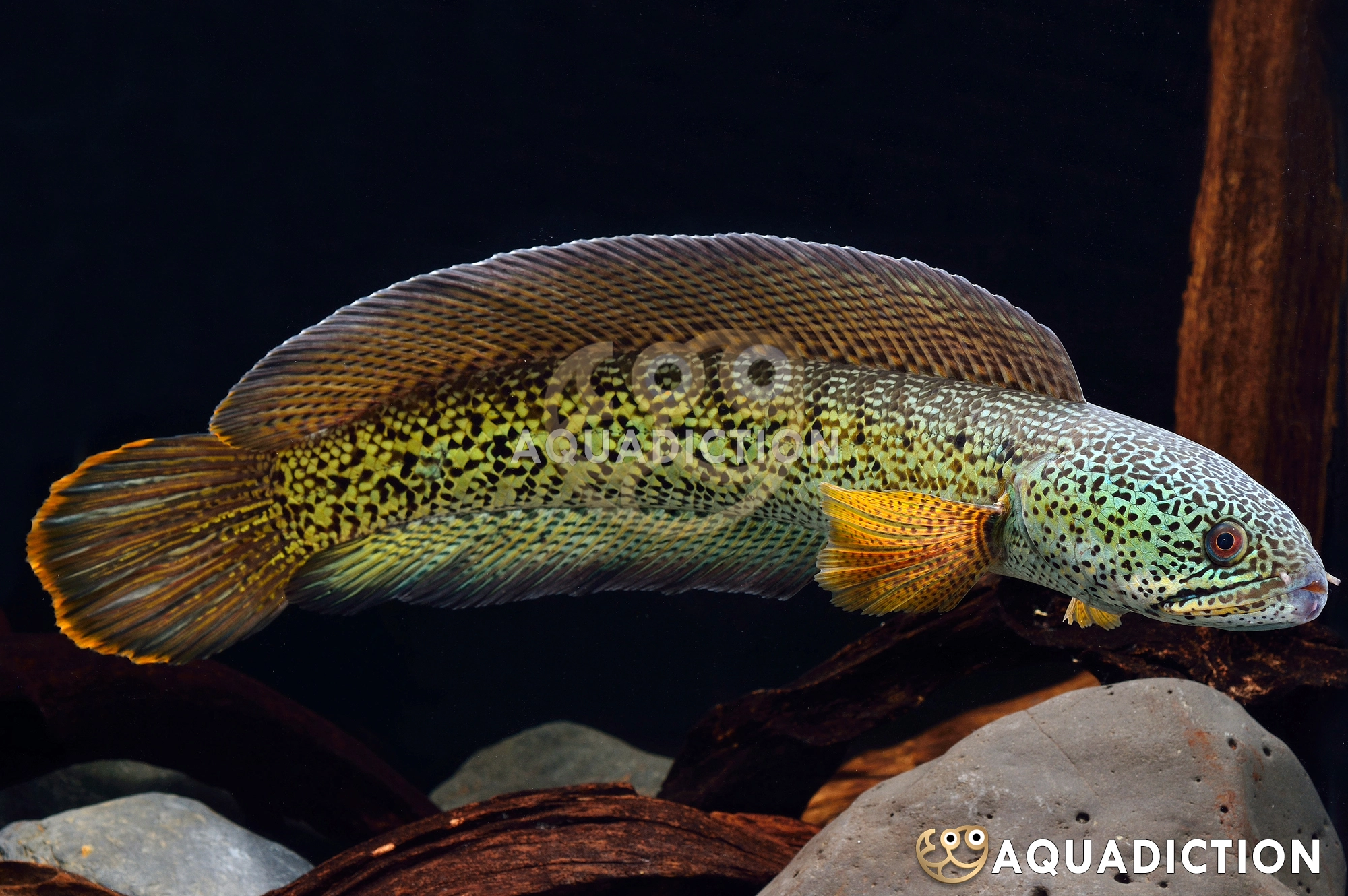 巴卡雷龙鱼 (Barca Snakehead) - Channa barca