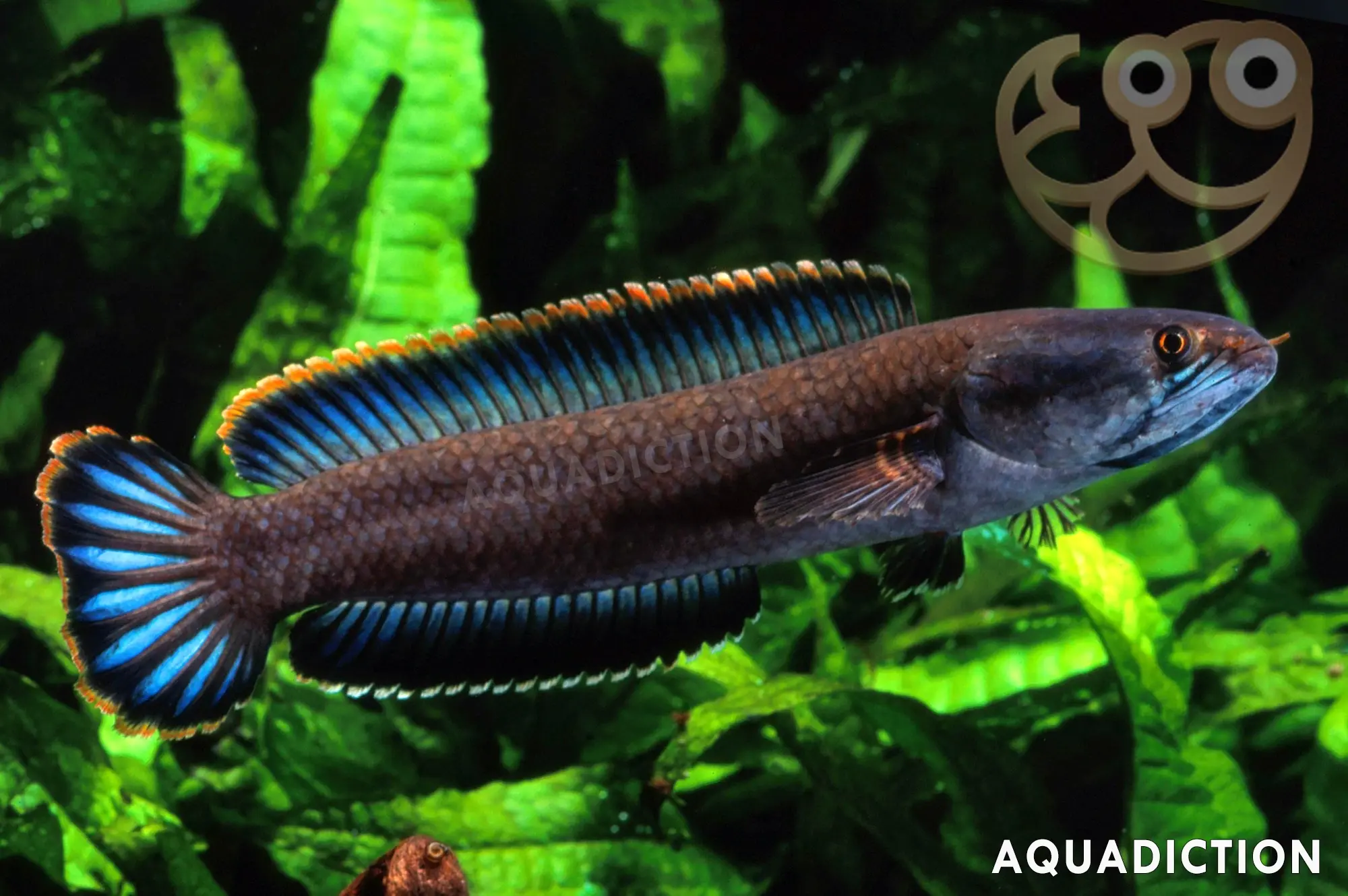 彩虹雷龙鱼 (Dwarf Snakehead) - Channa gachua