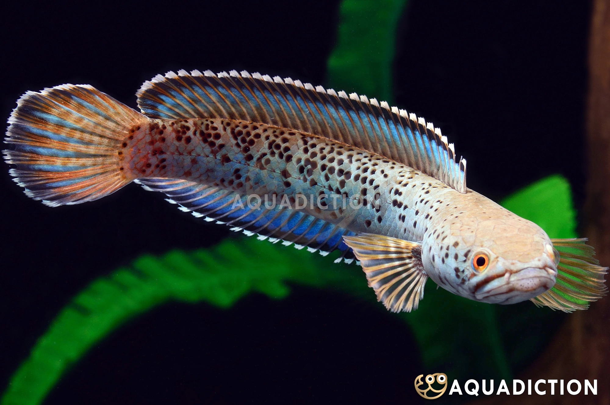 梅加拉亚豹纹雷龙 (Meghalaya Leopard Snakehead) - Channa paradalis