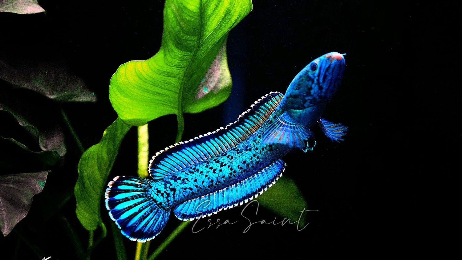 雷龙鱼品种 Snakehead