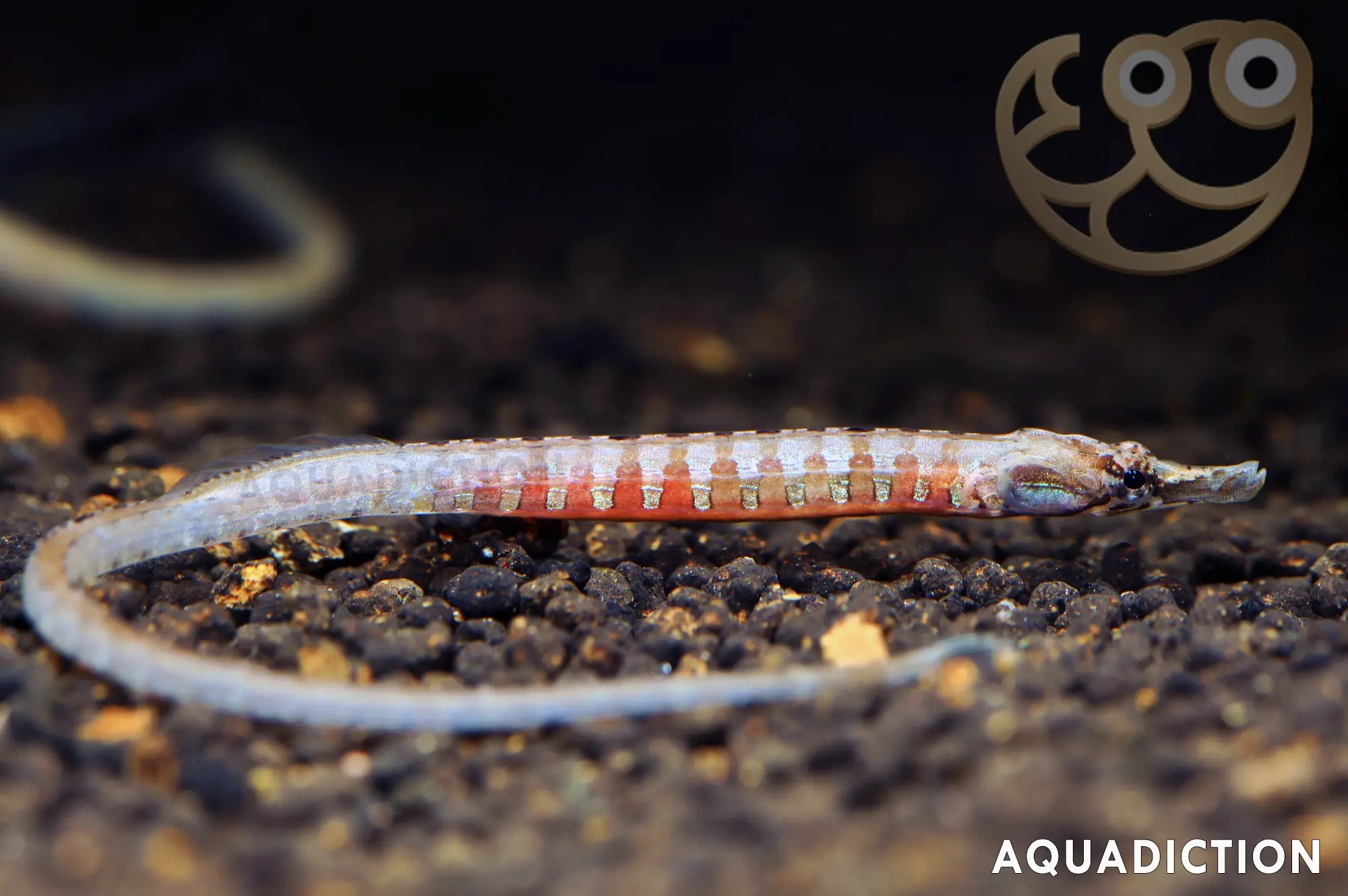 九环海龙 (African Freshwater Pipefish) - Enneacampus ansorgii