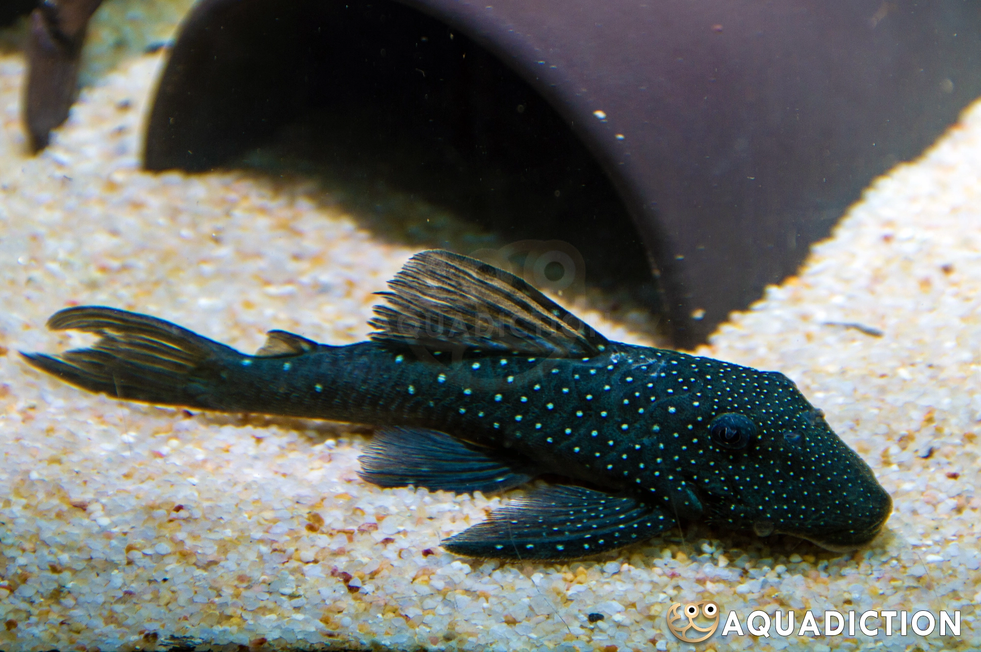 紫钻异型鱼/L128 (Blue Phantom Plecostomus) - Hemiancistrus sp "Blue Phantom"