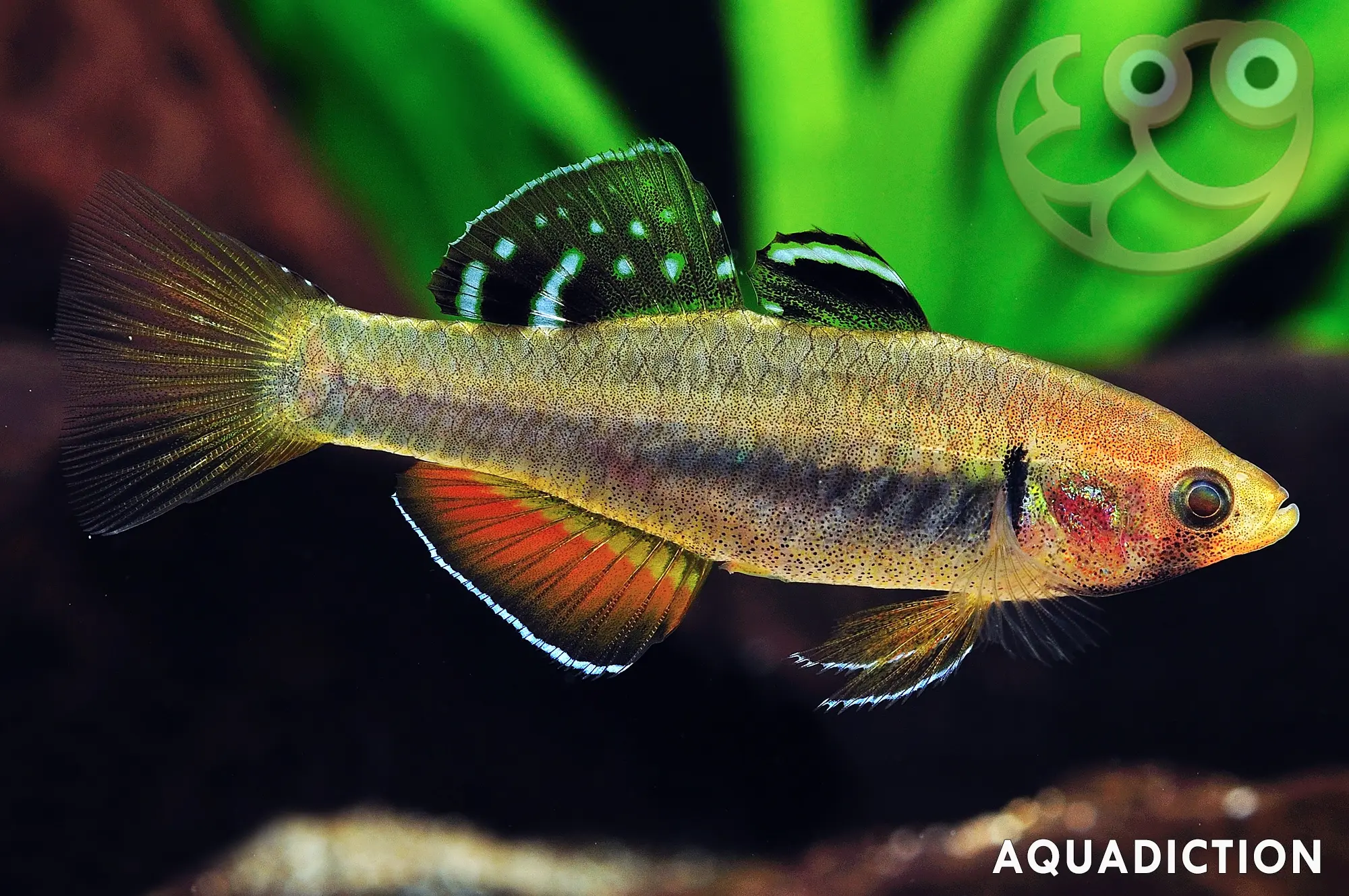 拟鲤黄黝鱼 (Tropical Carp Gudgeon) - Hypseleotris cyprinoides