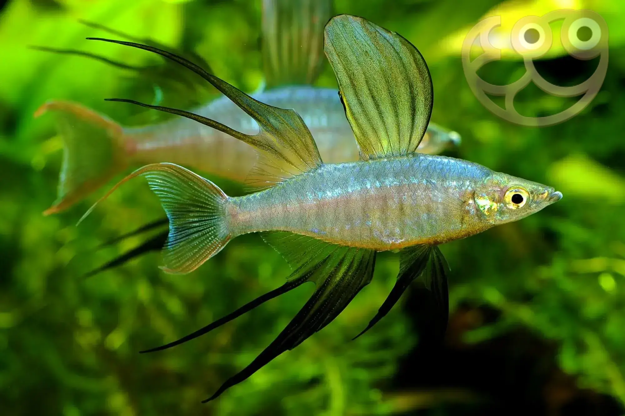 燕子美人鱼 (Threadfin Rainbowfish) - Iriatherina werneri