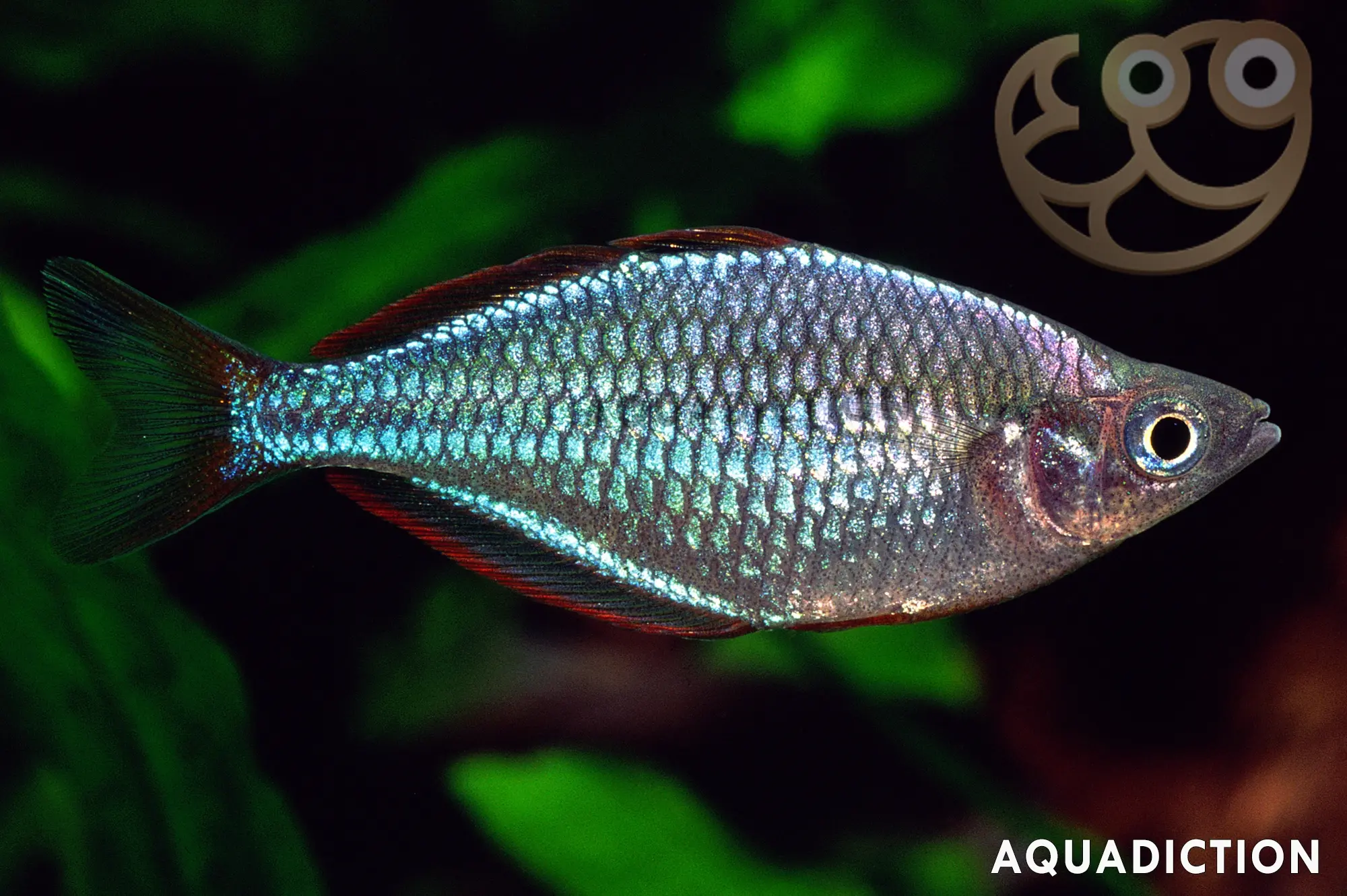 电光美人鱼 (Dwarf Neon Rainbowfish) - Melanotaenia praecox