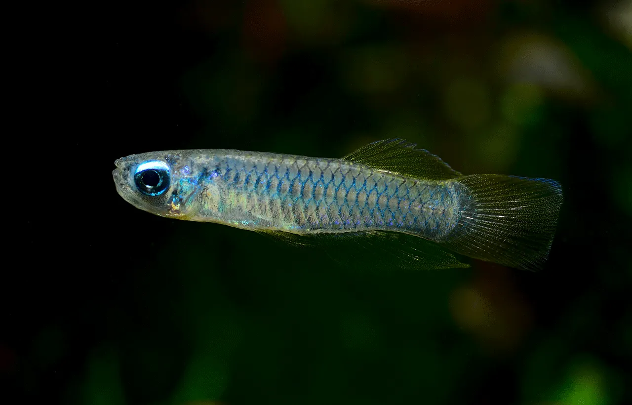 蓝眼灯鳉鱼（Poropanchax normani） | 51热带鱼