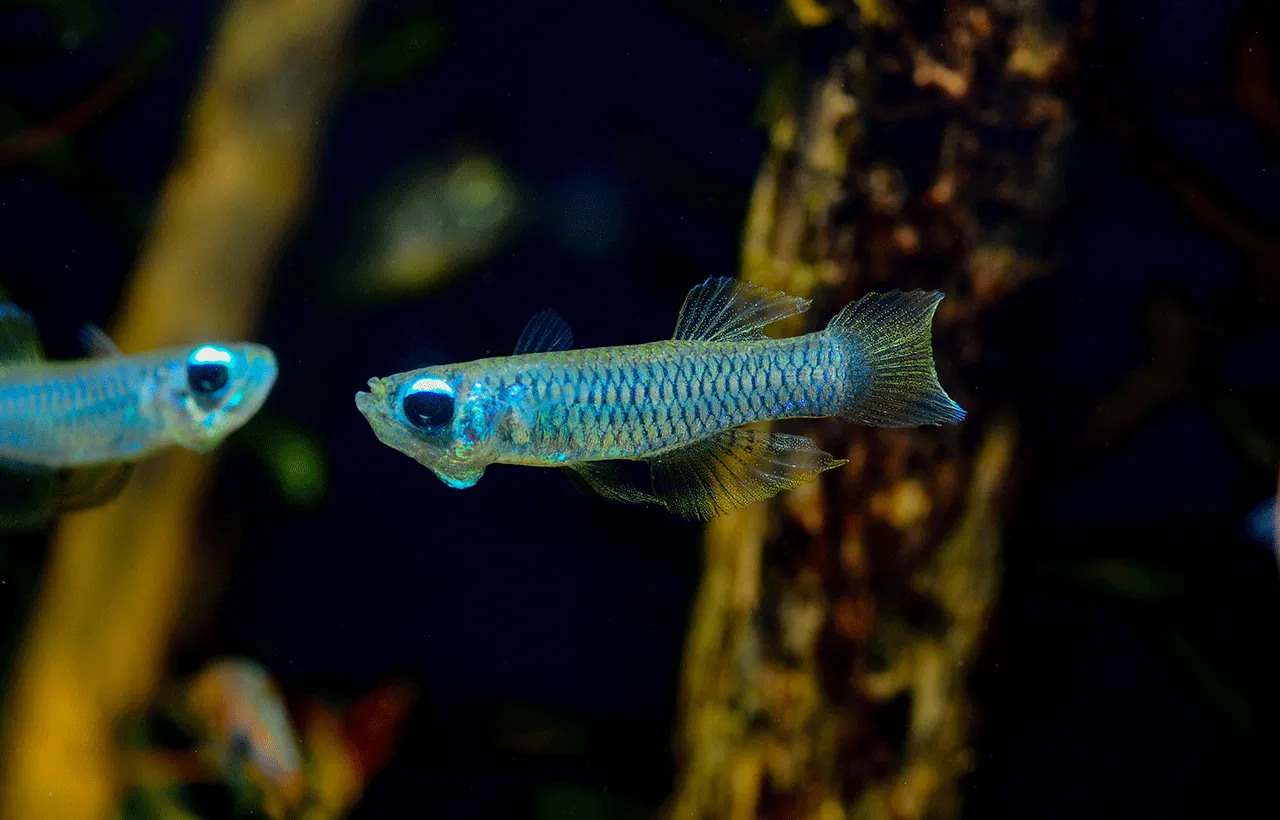 蓝眼灯鳉鱼 (Normans Lampeye Killifish) - Poropanchax normani