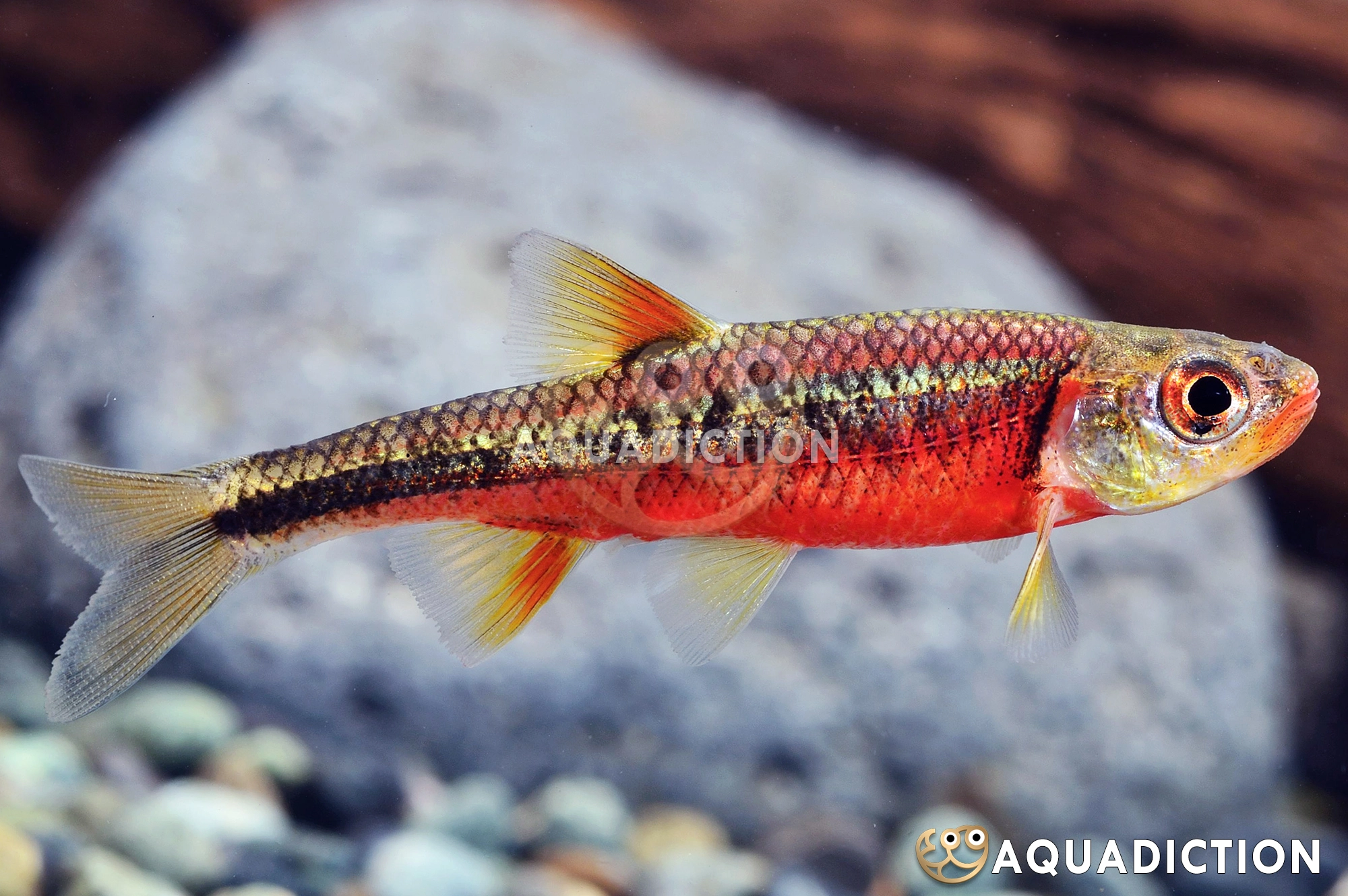 红唇美洲鱥 (Redlip Shiner) - Notropis chiliticus