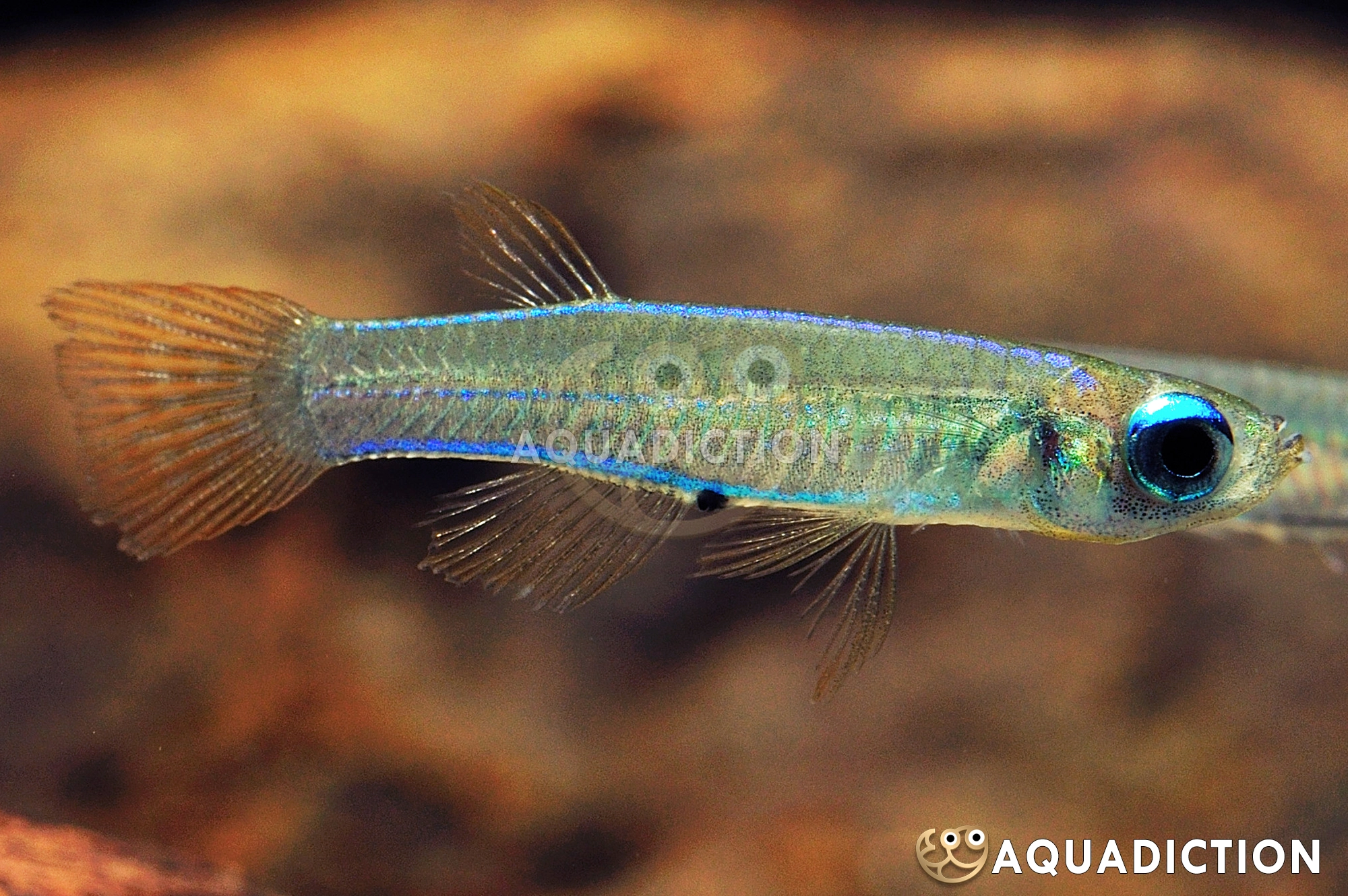 西非孔灯鳉 (Anus Spot Lampeye Killifish) - Poropanchax stigmatopygus