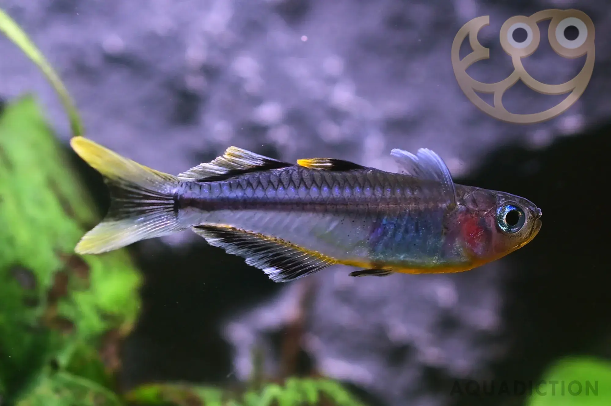 康妮燕子鱼 (Popondetta Blue Eye Rainbowfish) - Pseudomugil connieae