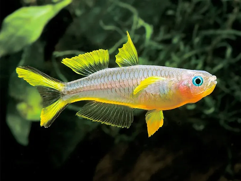 霓虹燕子鱼 (Forktail Blue Eye Rainbowfish) - Pseudomugil furcatus