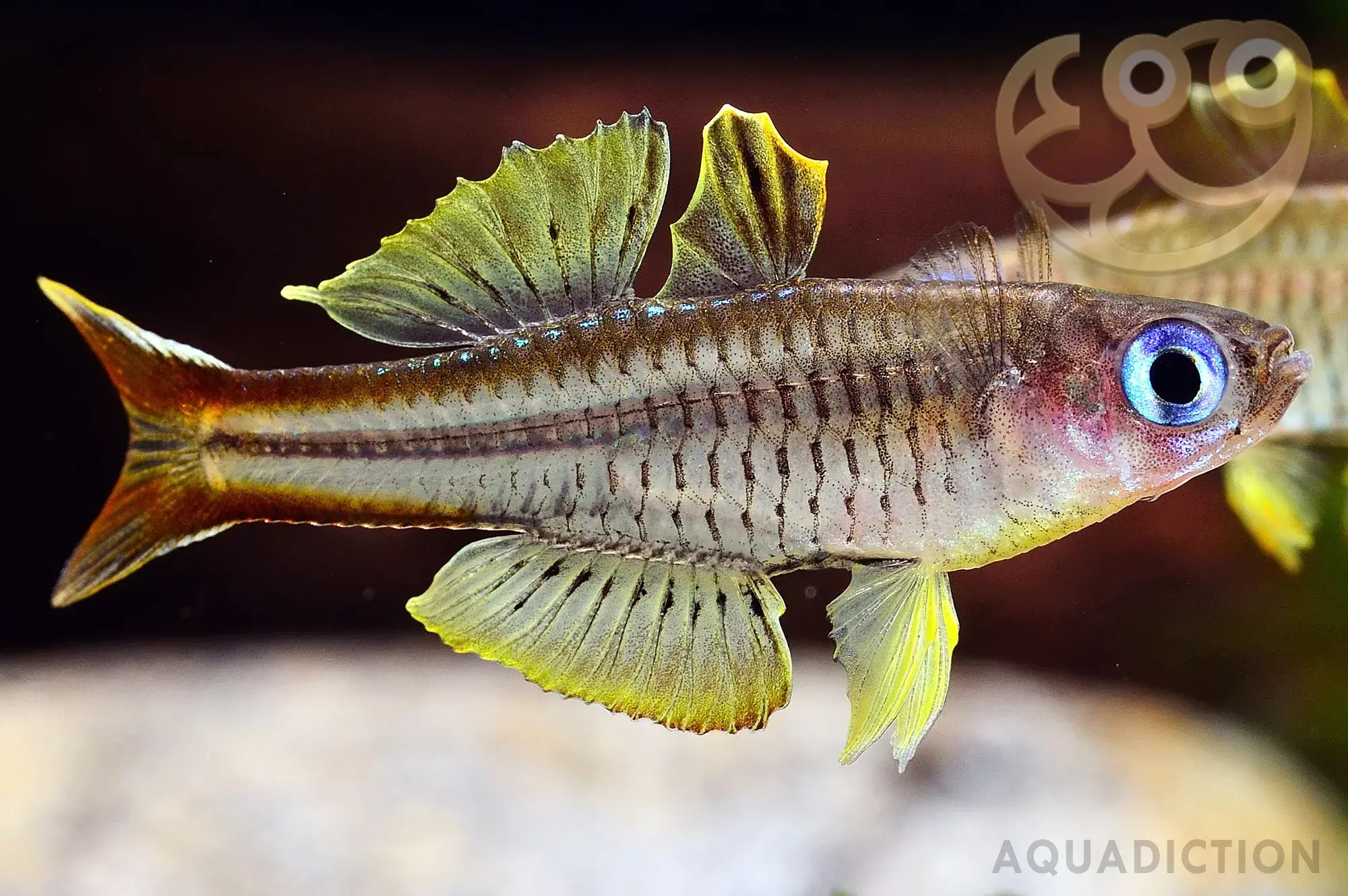 伊凡燕子鱼 (Ivantsoffs Blue Eye Rainbowfish) - Pseudomugil ivantsoffi